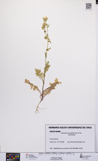 Moscharia pinnatifida [Espécimen: UCH:AGUCH:0062492]