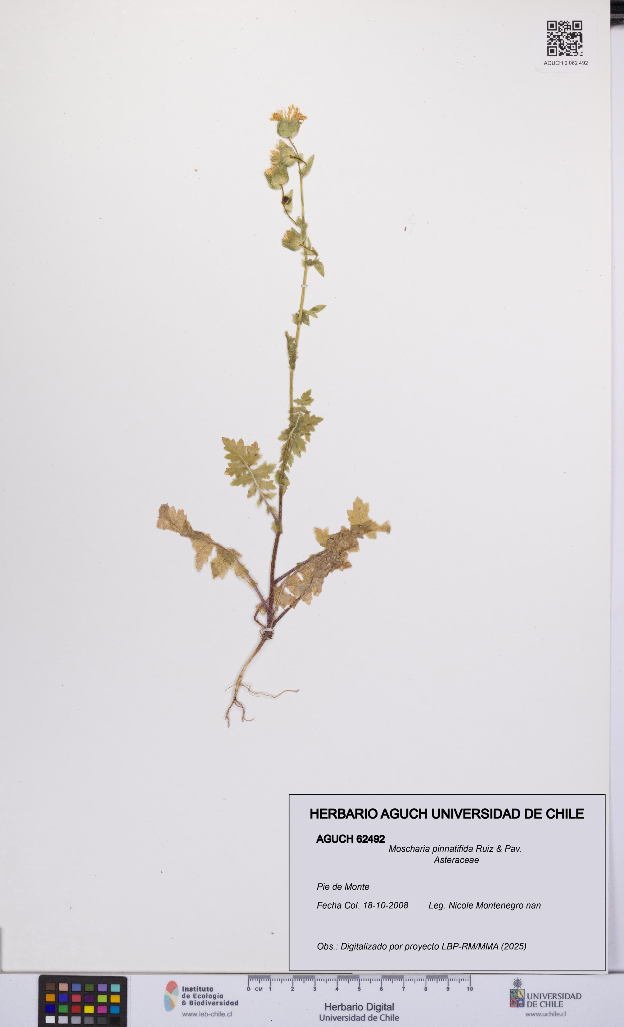 Moscharia pinnatifida [Espécimen: UCH:AGUCH:0062492]