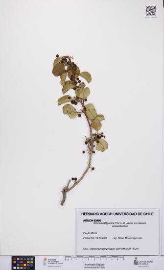 Schinus patagonica [Espécimen: UCH:AGUCH:0062495]