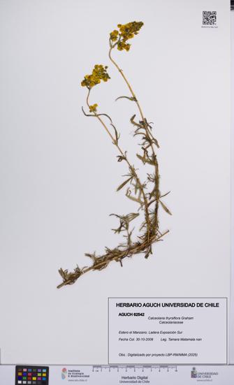 Calceolaria thyrsiflora [Espécimen: UCH:AGUCH:0062542]