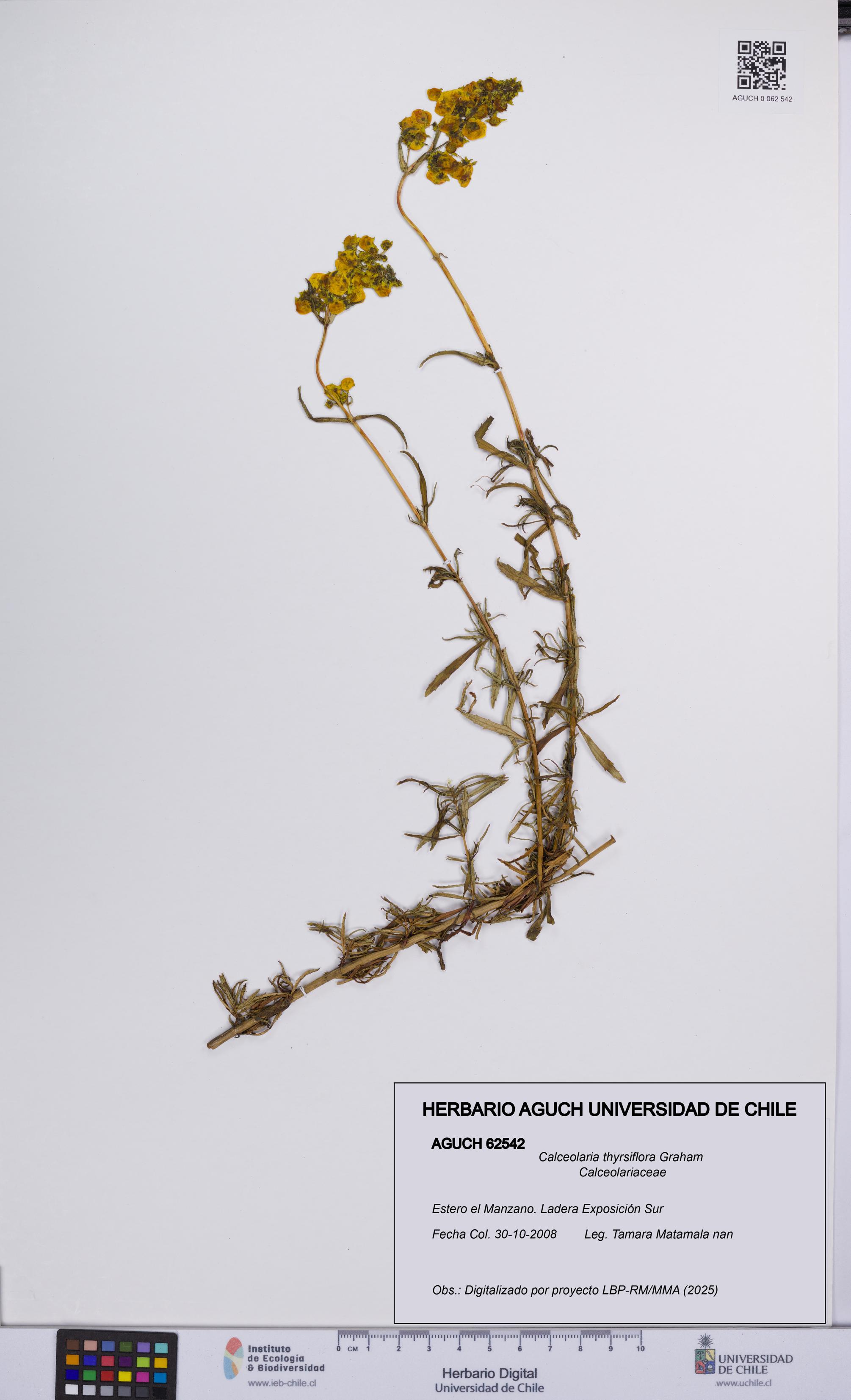 Calceolaria thyrsiflora [Espécimen: UCH:AGUCH:0062542]