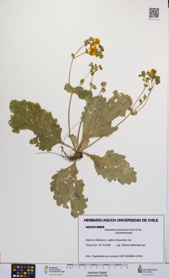 Calceolaria corymbosa [Espécimen: UCH:AGUCH:0062543]