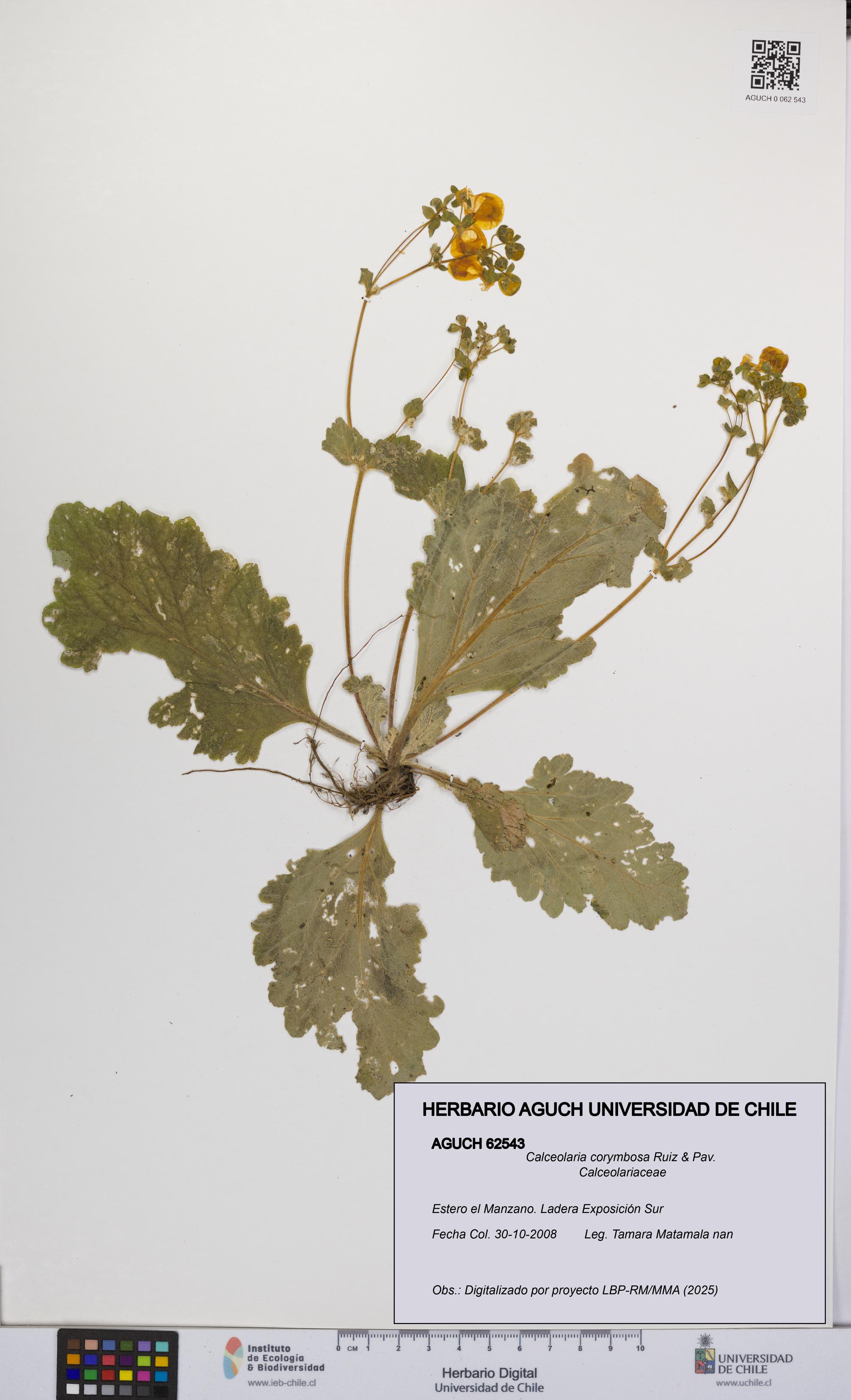 Calceolaria corymbosa [Espécimen: UCH:AGUCH:0062543]