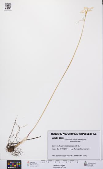 Leucocoryne ixioides [Espécimen: UCH:AGUCH:0062556]