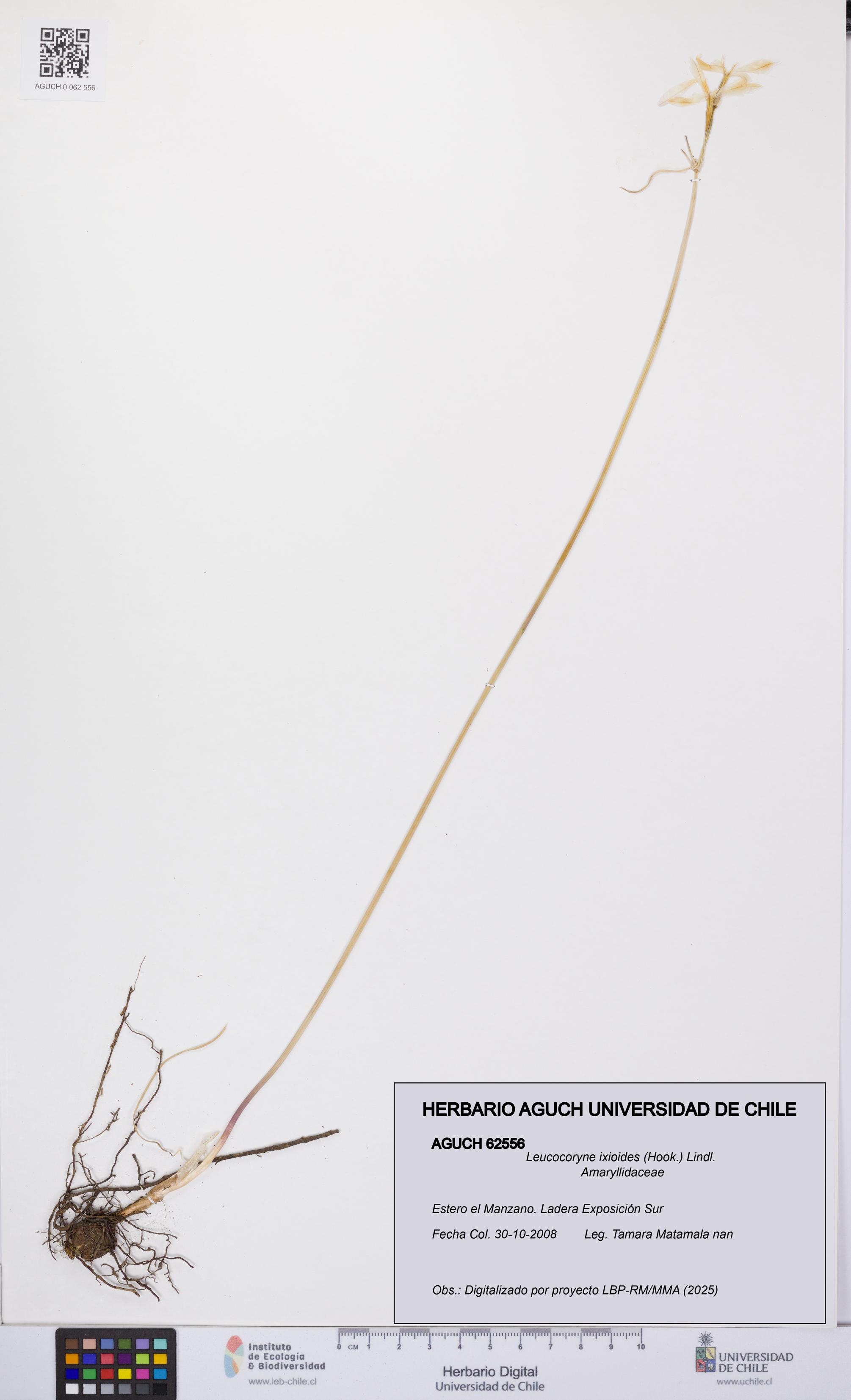 Leucocoryne ixioides [Espécimen: UCH:AGUCH:0062556]