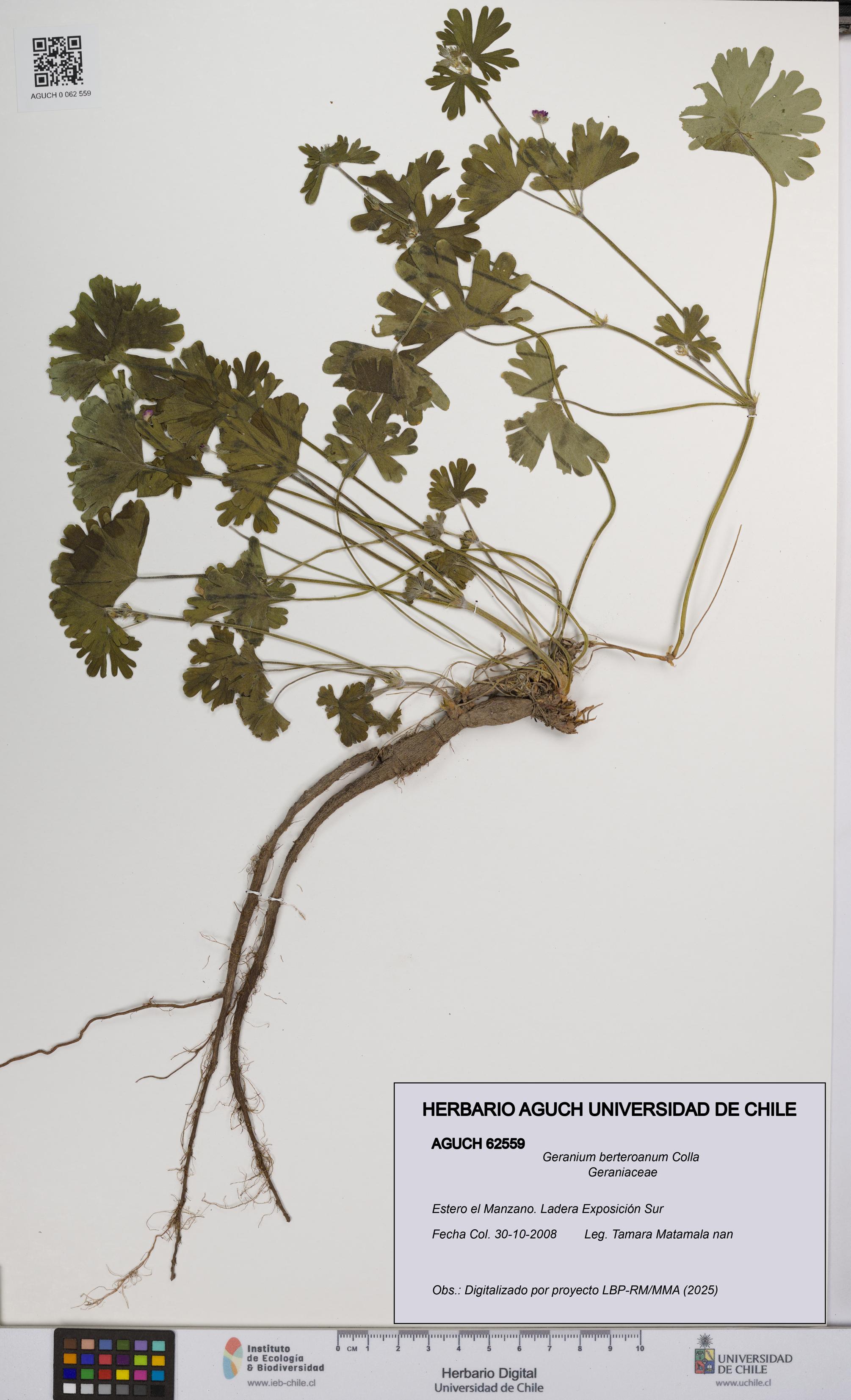 Geranium berteroanum [Espécimen: UCH:AGUCH:0062559]