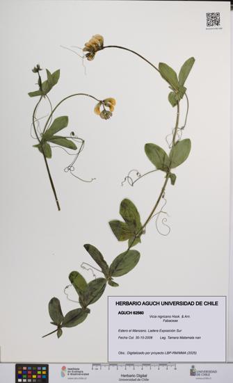 Vicia nigricans [Espécimen: UCH:AGUCH:0062560]