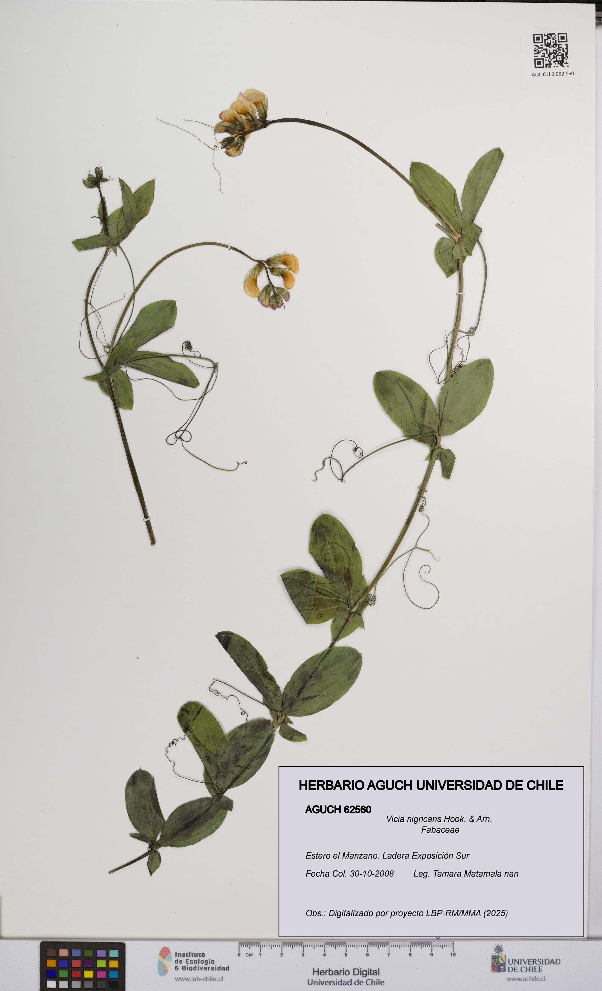 Vicia nigricans [Espécimen: UCH:AGUCH:0062560]