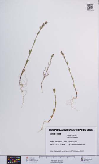 Silene gallica [Espécimen: UCH:AGUCH:0062563]