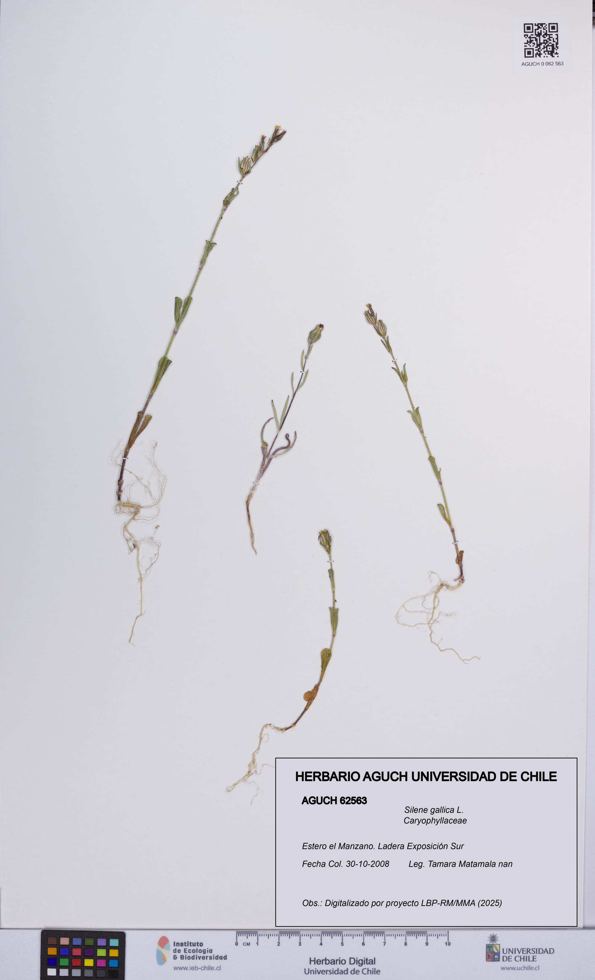 Silene gallica [Espécimen: UCH:AGUCH:0062563]
