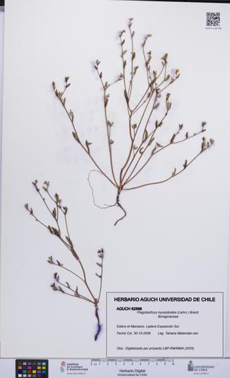 Plagiobothrys myosotoides [Espécimen: UCH:AGUCH:0062566]