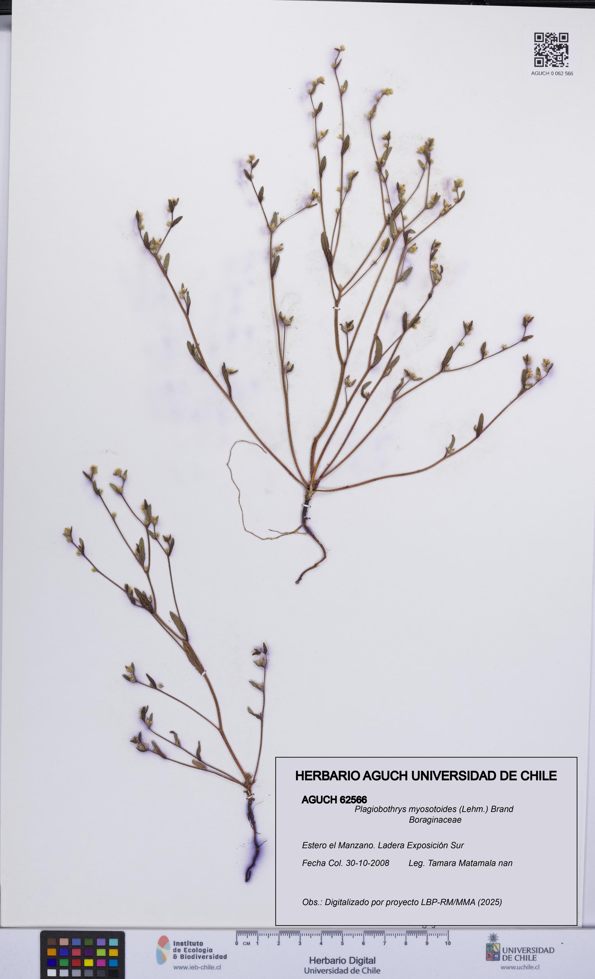 Plagiobothrys myosotoides [Espécimen: UCH:AGUCH:0062566]