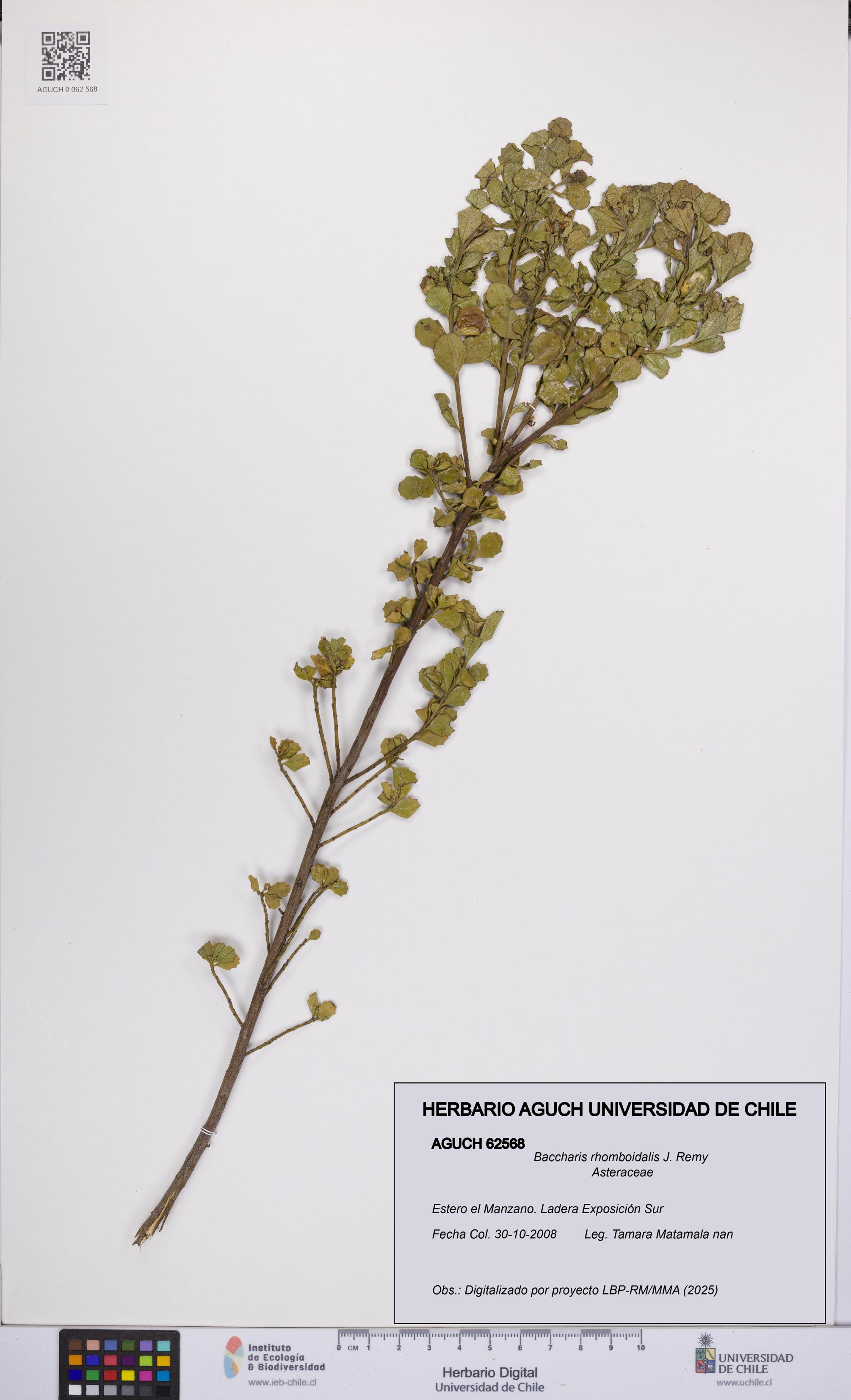 Baccharis rhomboidalis [Espécimen: UCH:AGUCH:0062568]