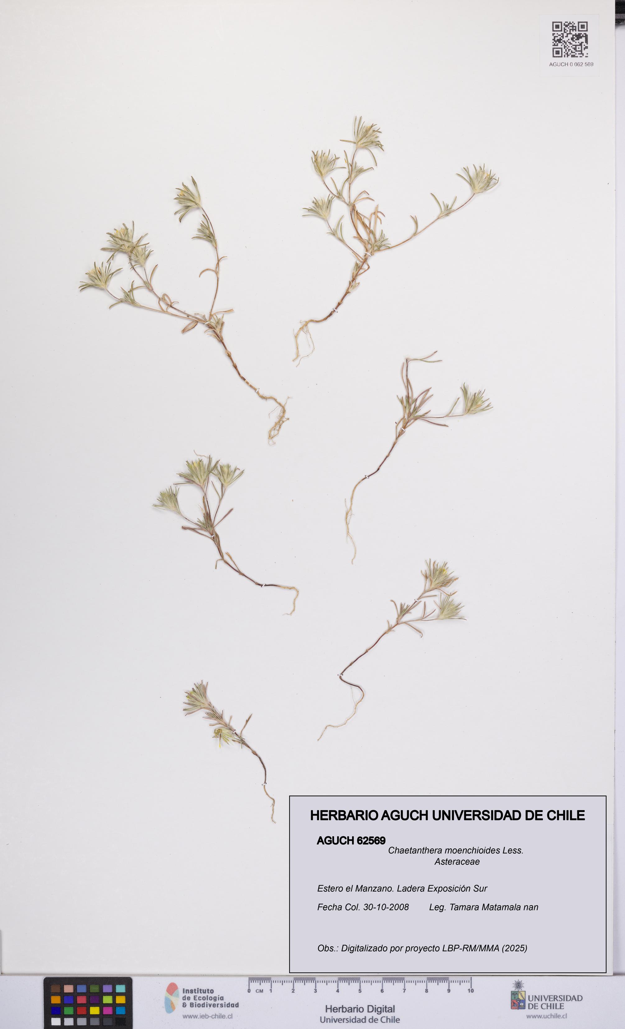 Chaetanthera moenchioides [Espécimen: UCH:AGUCH:0062569]