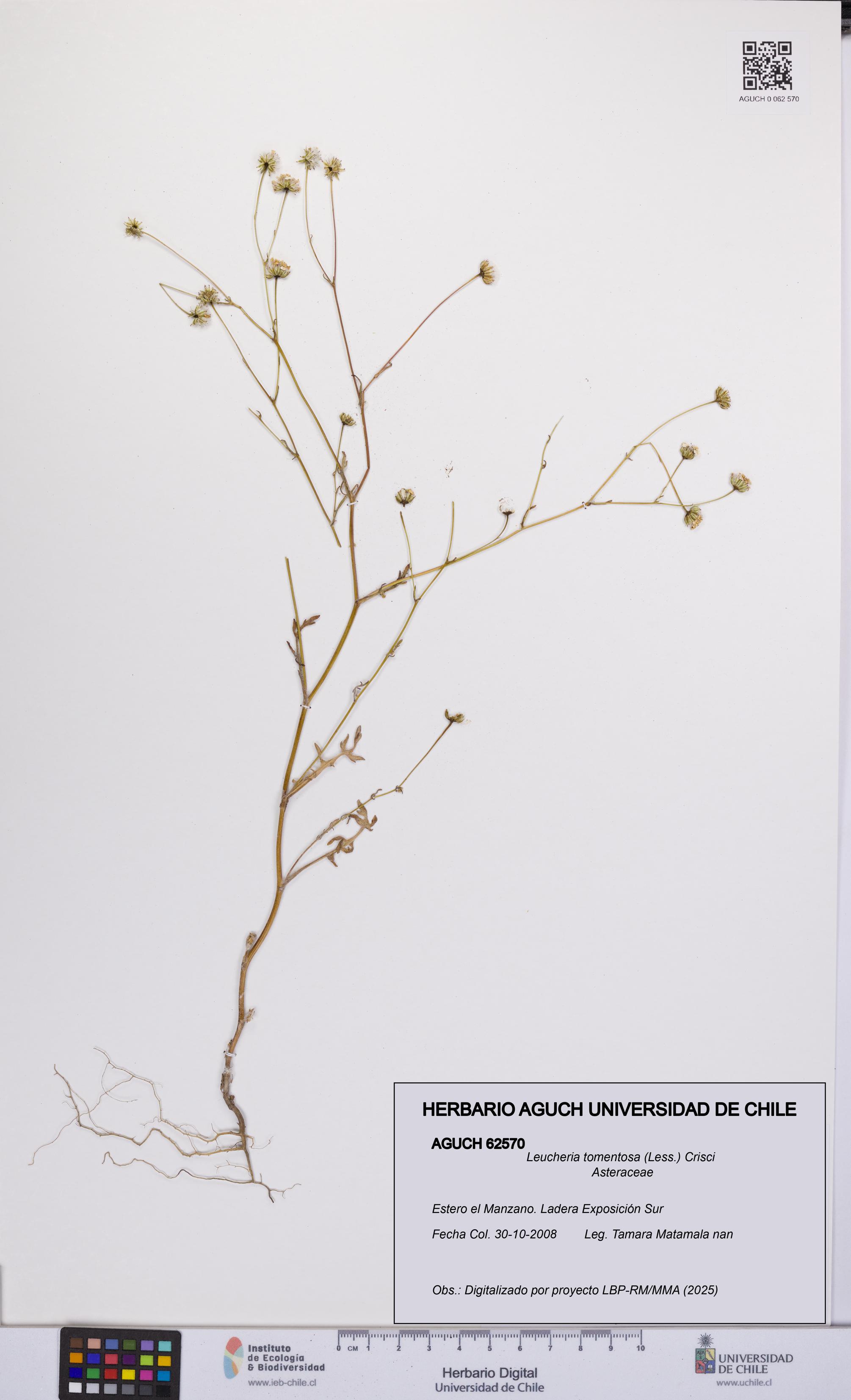 Leucheria tomentosa [Espécimen: UCH:AGUCH:0062570]