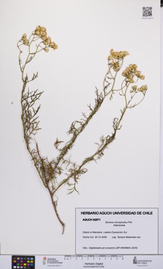 Senecio microphyllus [Espécimen: UCH:AGUCH:0062571]