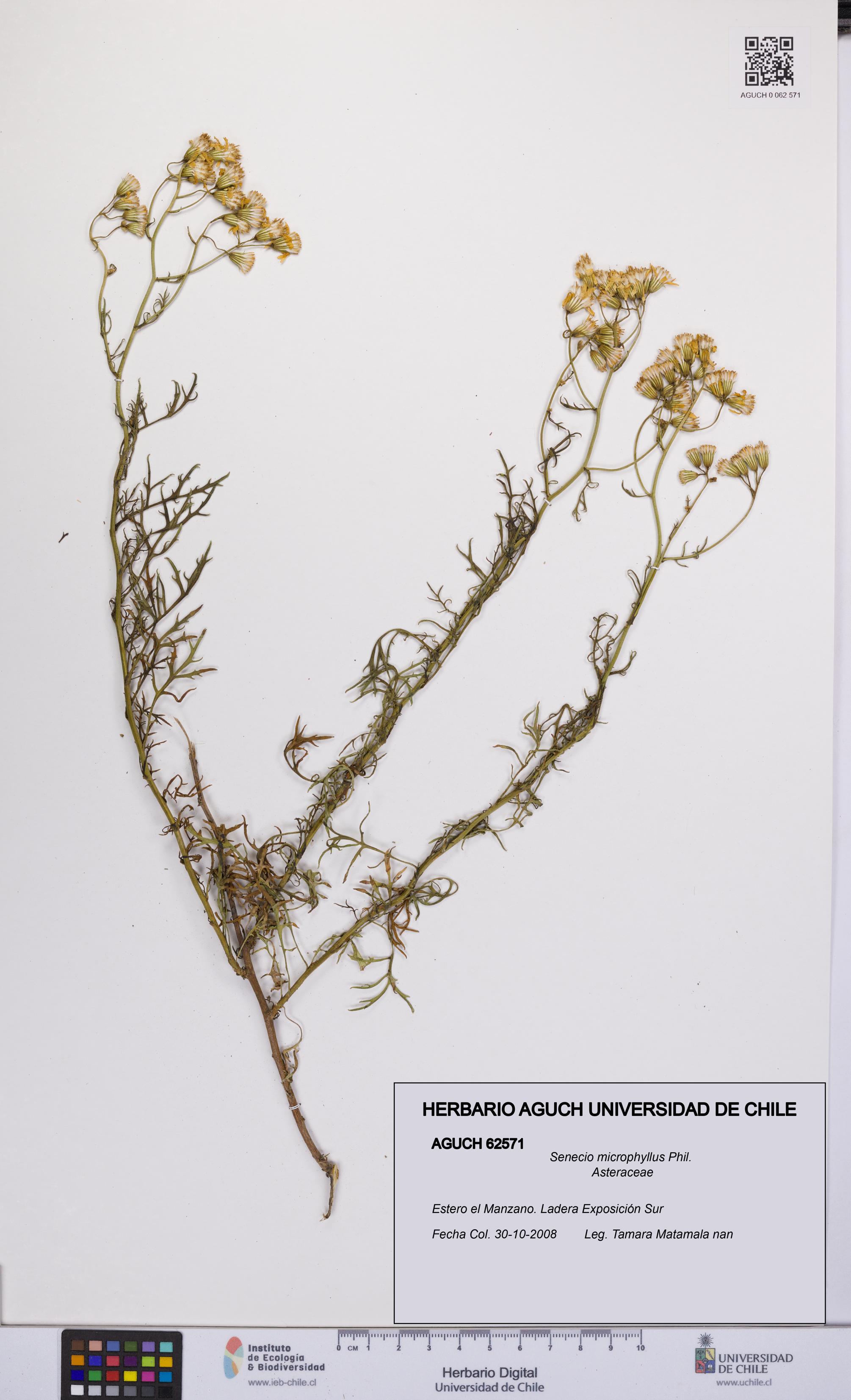 Senecio microphyllus [Espécimen: UCH:AGUCH:0062571]