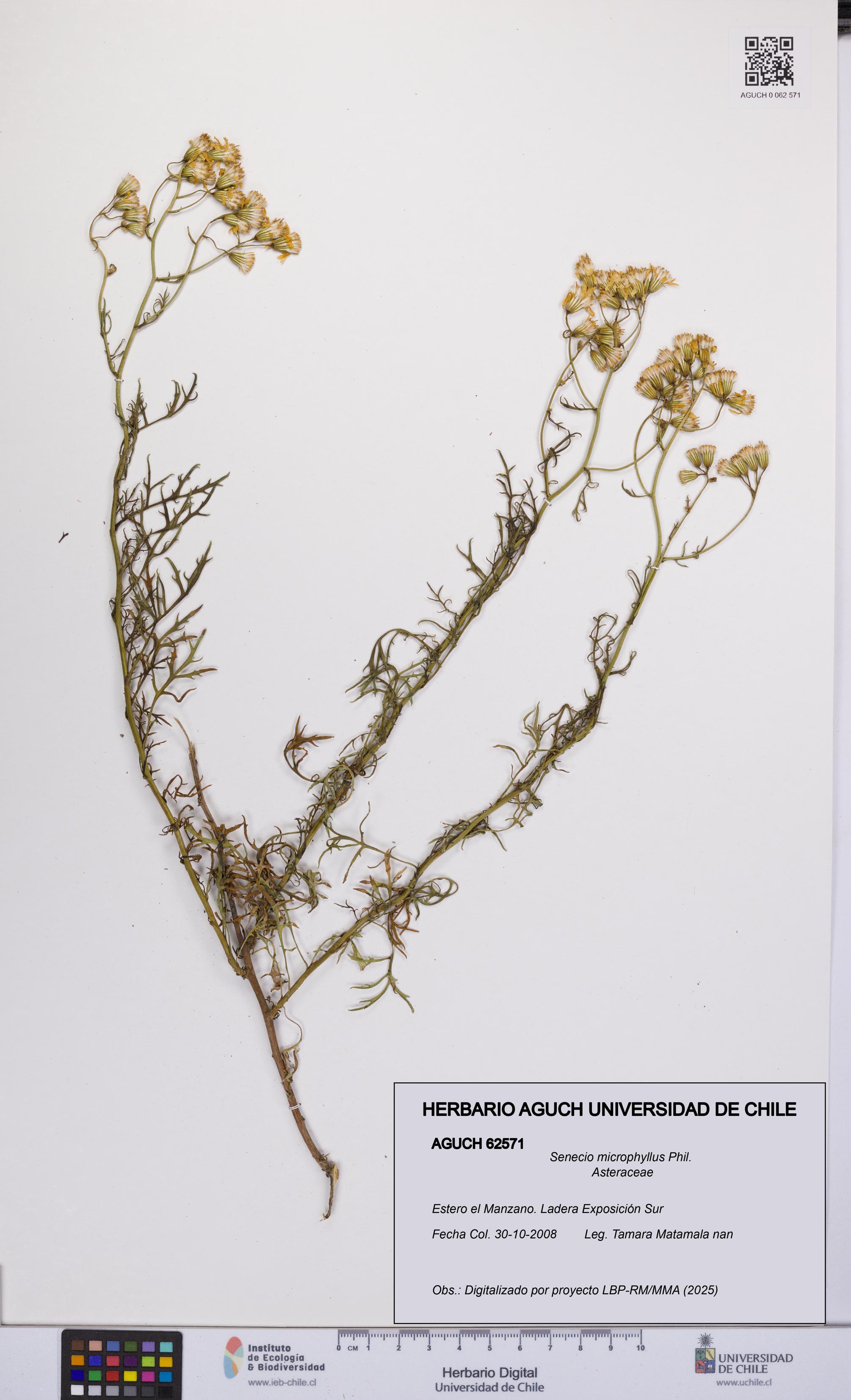 Senecio microphyllus [Espécimen: UCH:AGUCH:0062571]
