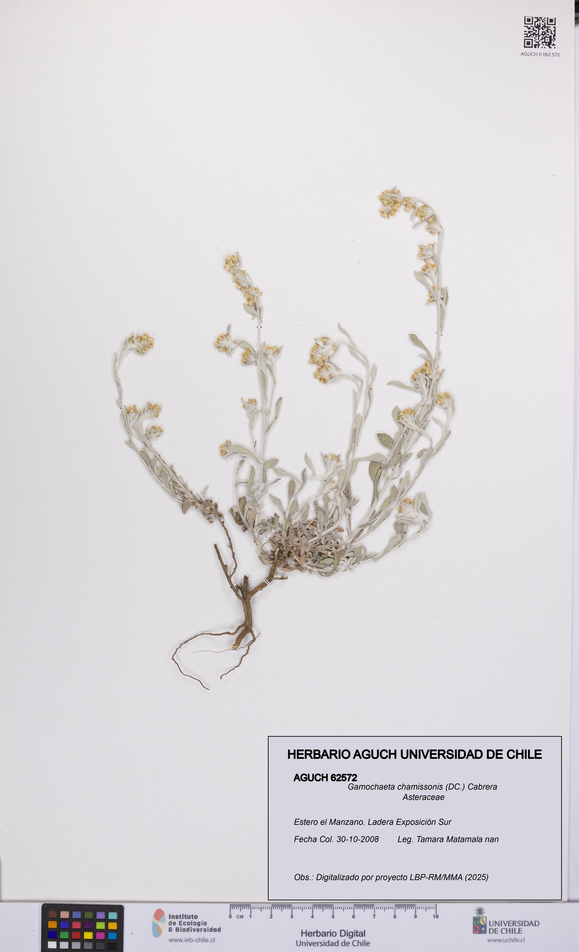 Gamochaeta chamissonis [Espécimen: UCH:AGUCH:0062572]