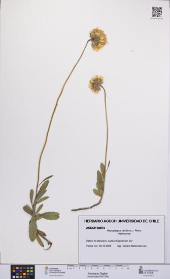 Haplopappus velutinus [Espécimen: UCH:AGUCH:0062574]