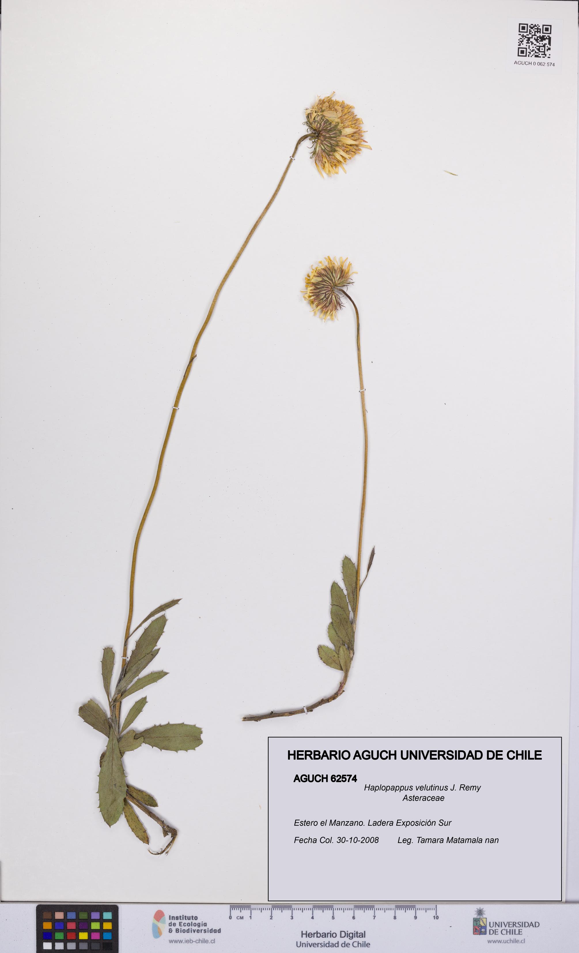 Haplopappus velutinus [Espécimen: UCH:AGUCH:0062574]