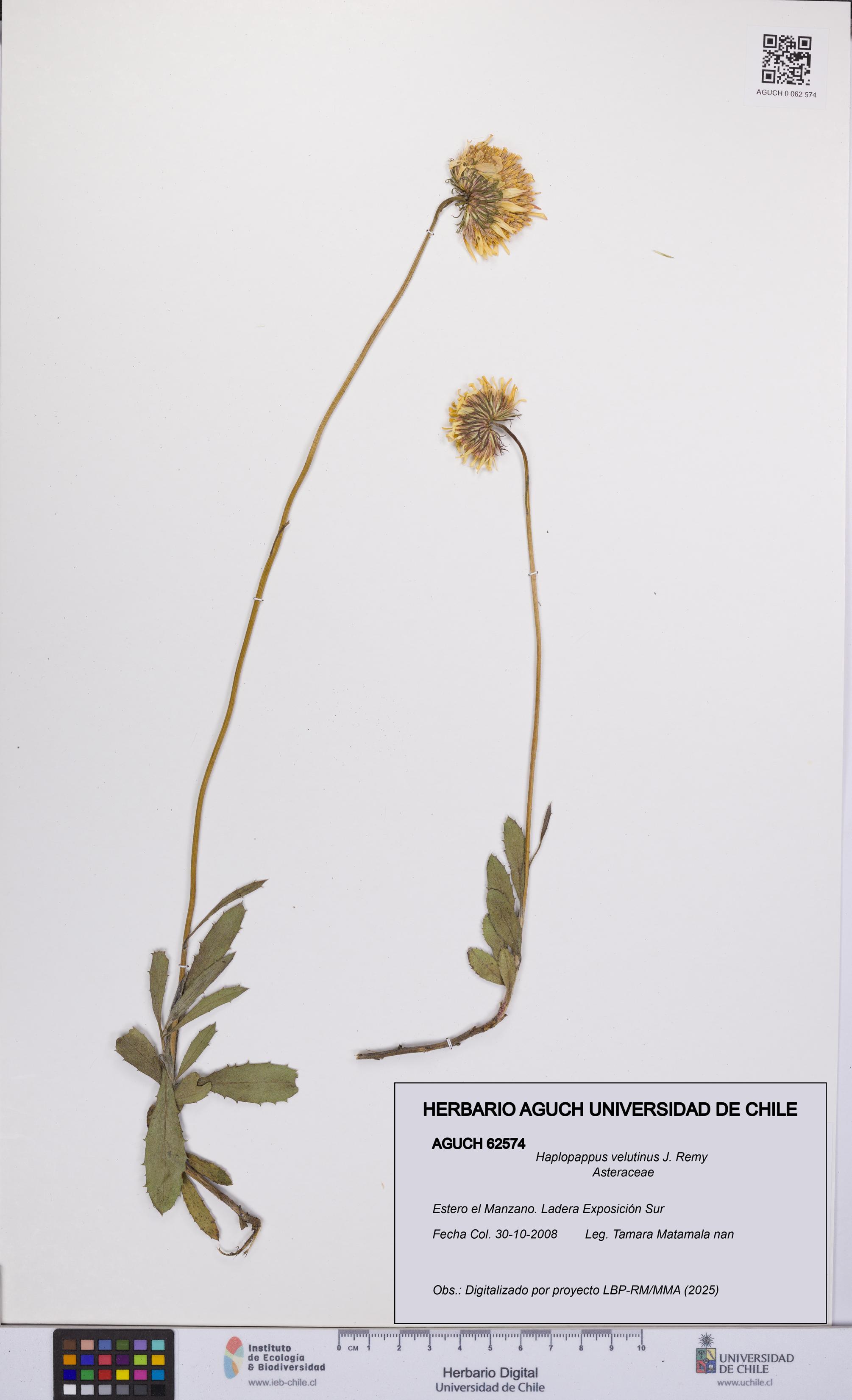 Haplopappus velutinus [Espécimen: UCH:AGUCH:0062574]