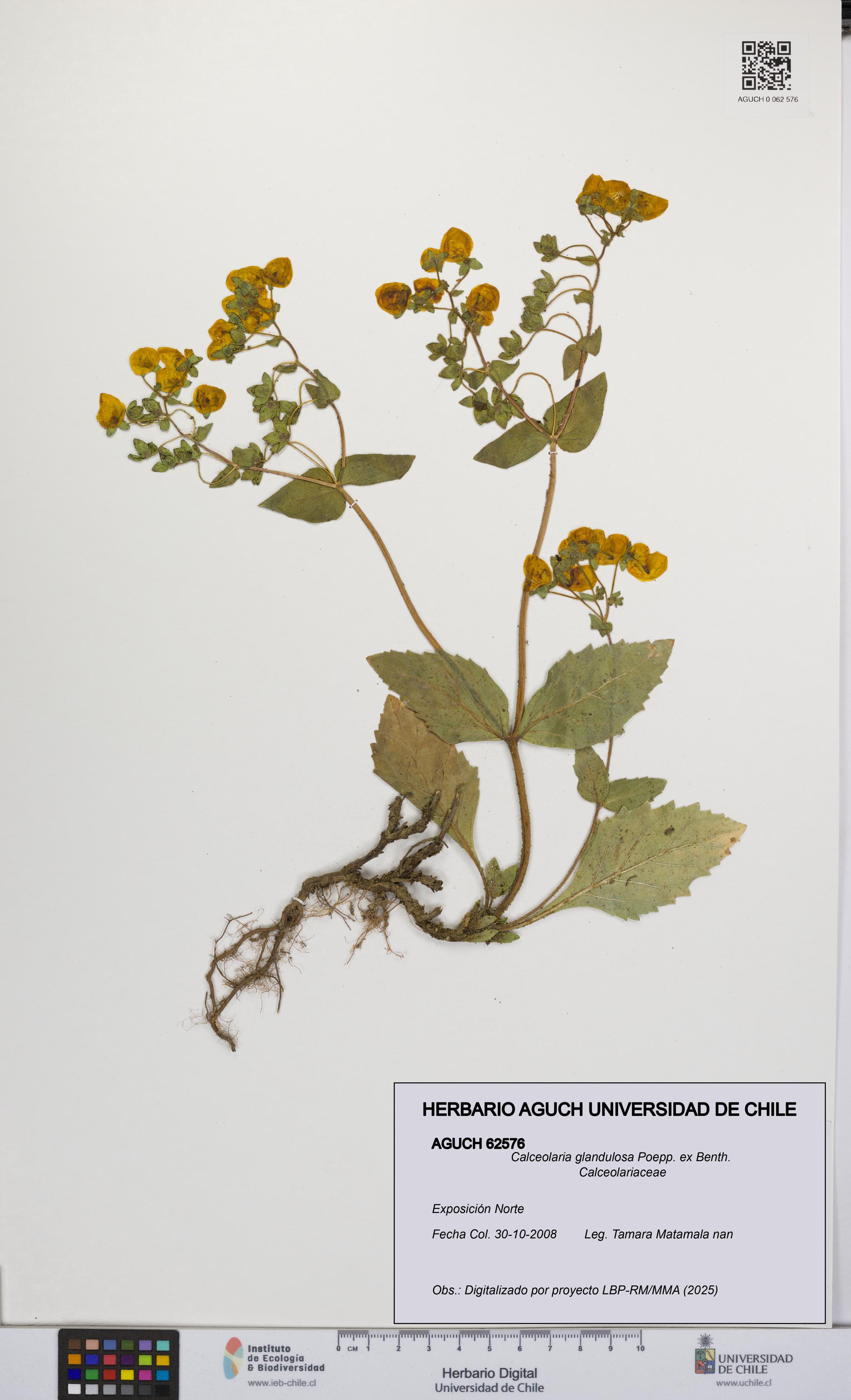 Calceolaria glandulosa [Espécimen: UCH:AGUCH:0062576]