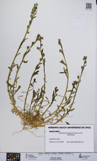 Calandrinia compressa [Espécimen: UCH:AGUCH:0062577]