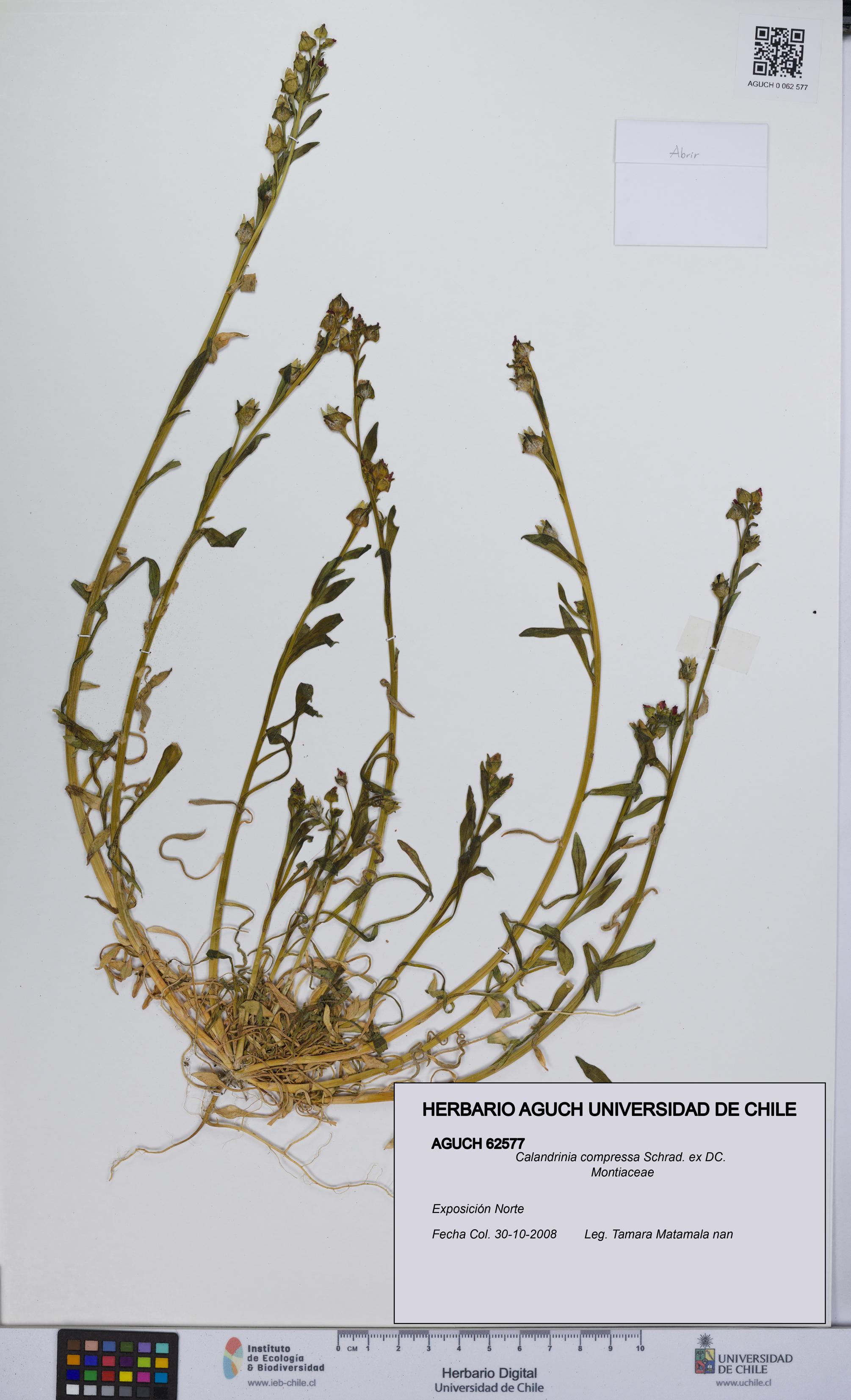 Calandrinia compressa [Espécimen: UCH:AGUCH:0062577]