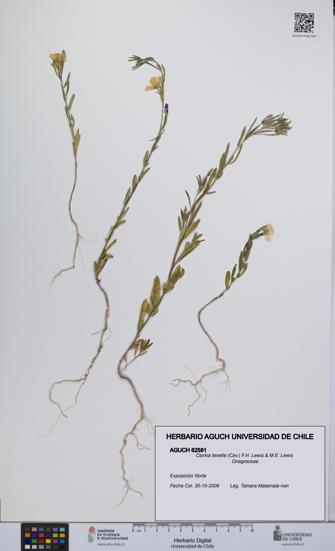 Clarkia tenella [Espécimen: UCH:AGUCH:0062581]
