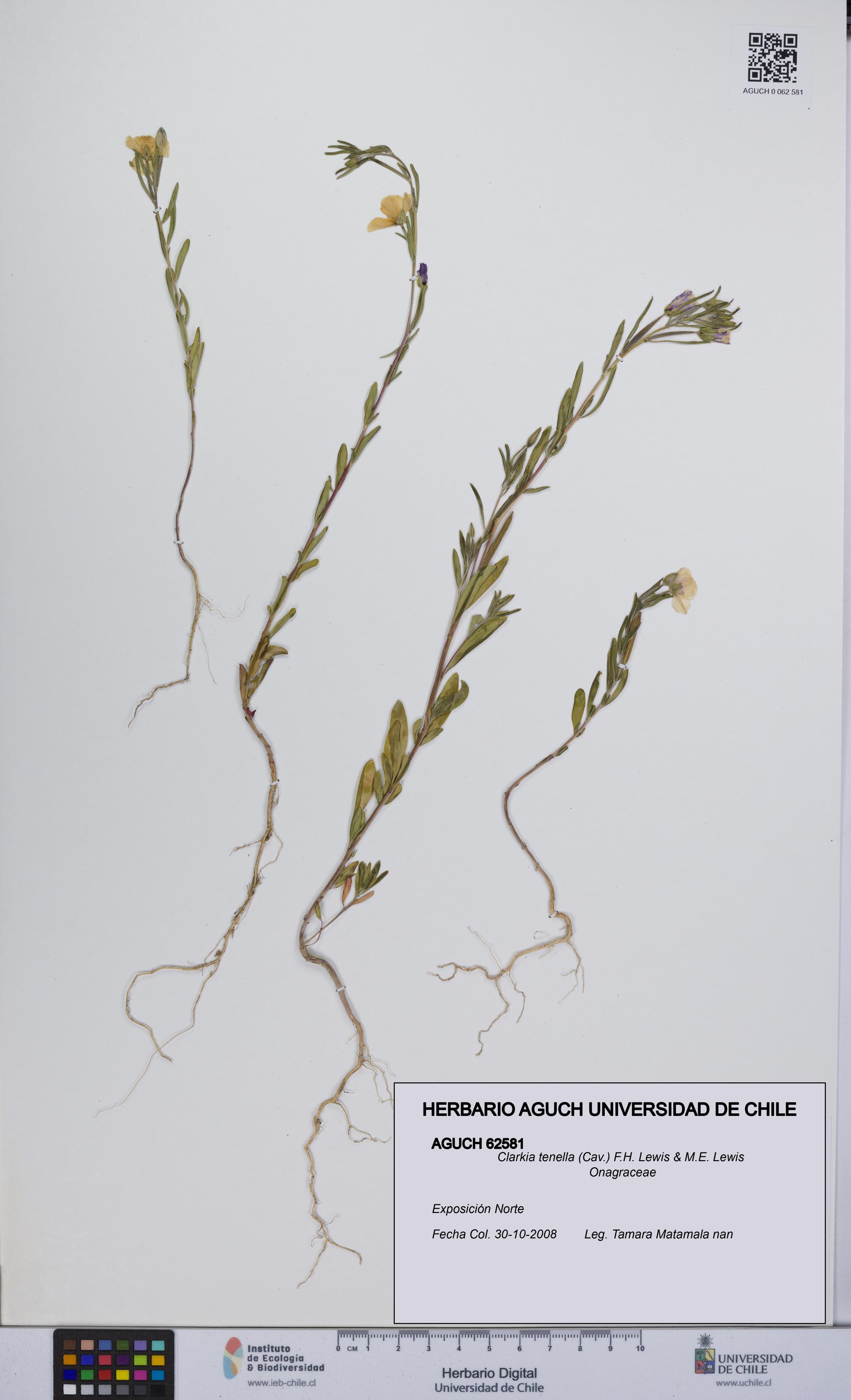 Clarkia tenella [Espécimen: UCH:AGUCH:0062581]