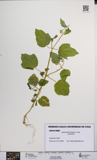 Loasa triloba [Espécimen: UCH:AGUCH:0062582]