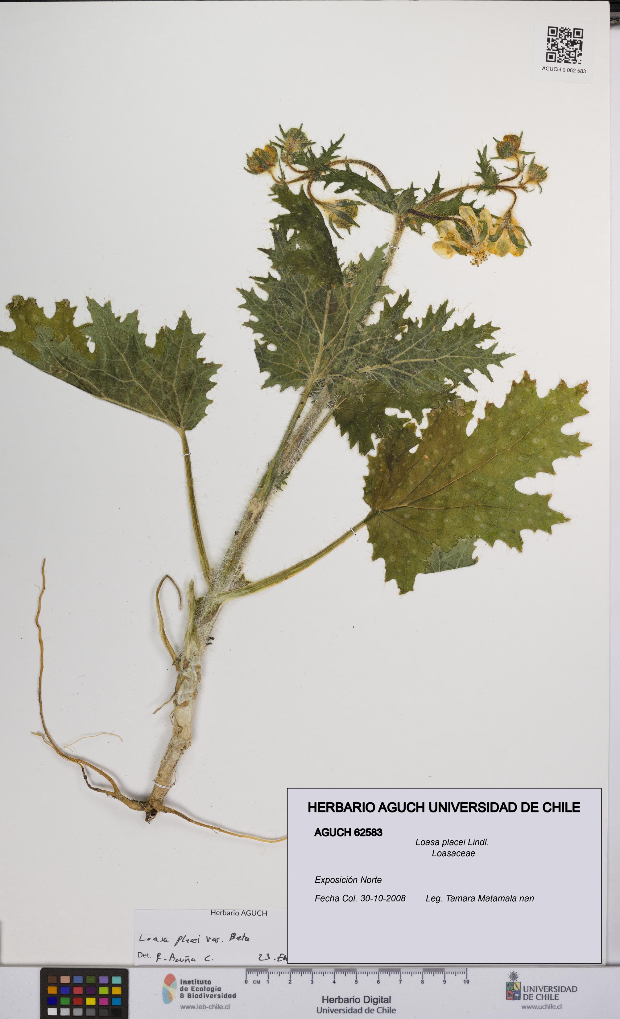 Loasa placei [Espécimen: UCH:AGUCH:0062583]