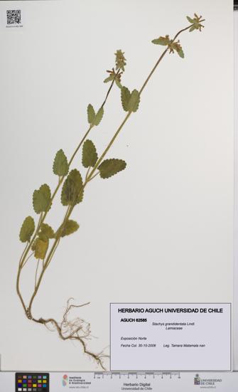 Stachys grandidentata [Espécimen: UCH:AGUCH:0062585]