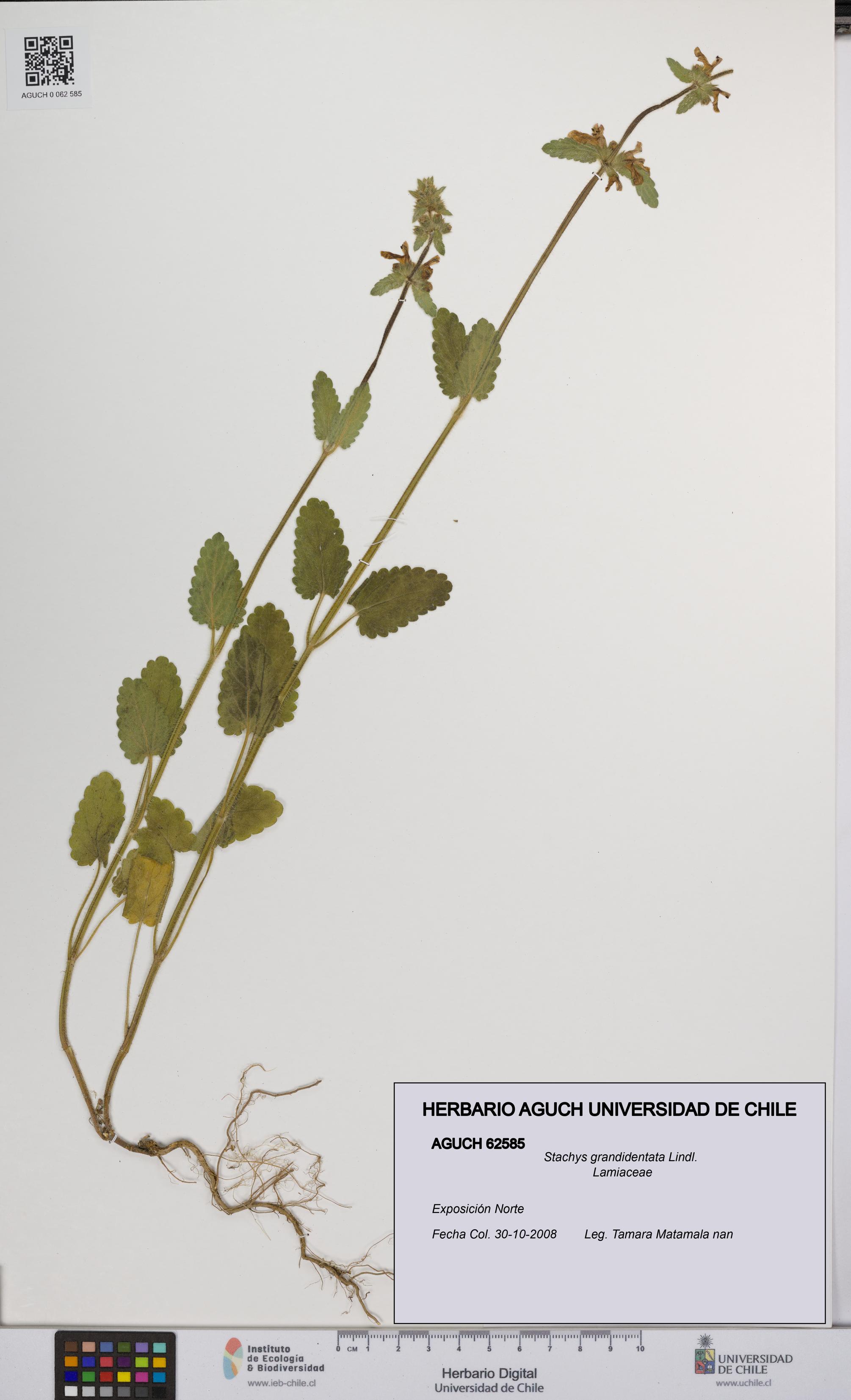 Stachys grandidentata [Espécimen: UCH:AGUCH:0062585]