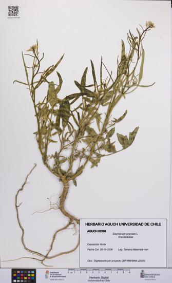 Sisymbrium orientale [Espécimen: UCH:AGUCH:0062599]