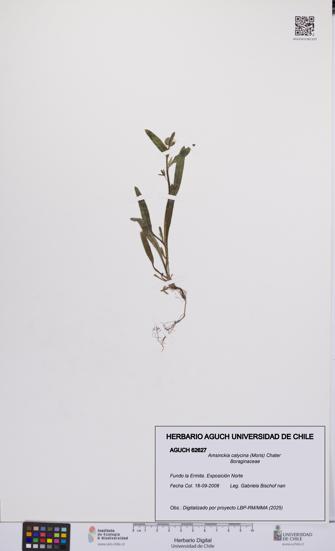 Amsinckia calycina [Espécimen: UCH:AGUCH:0062627]