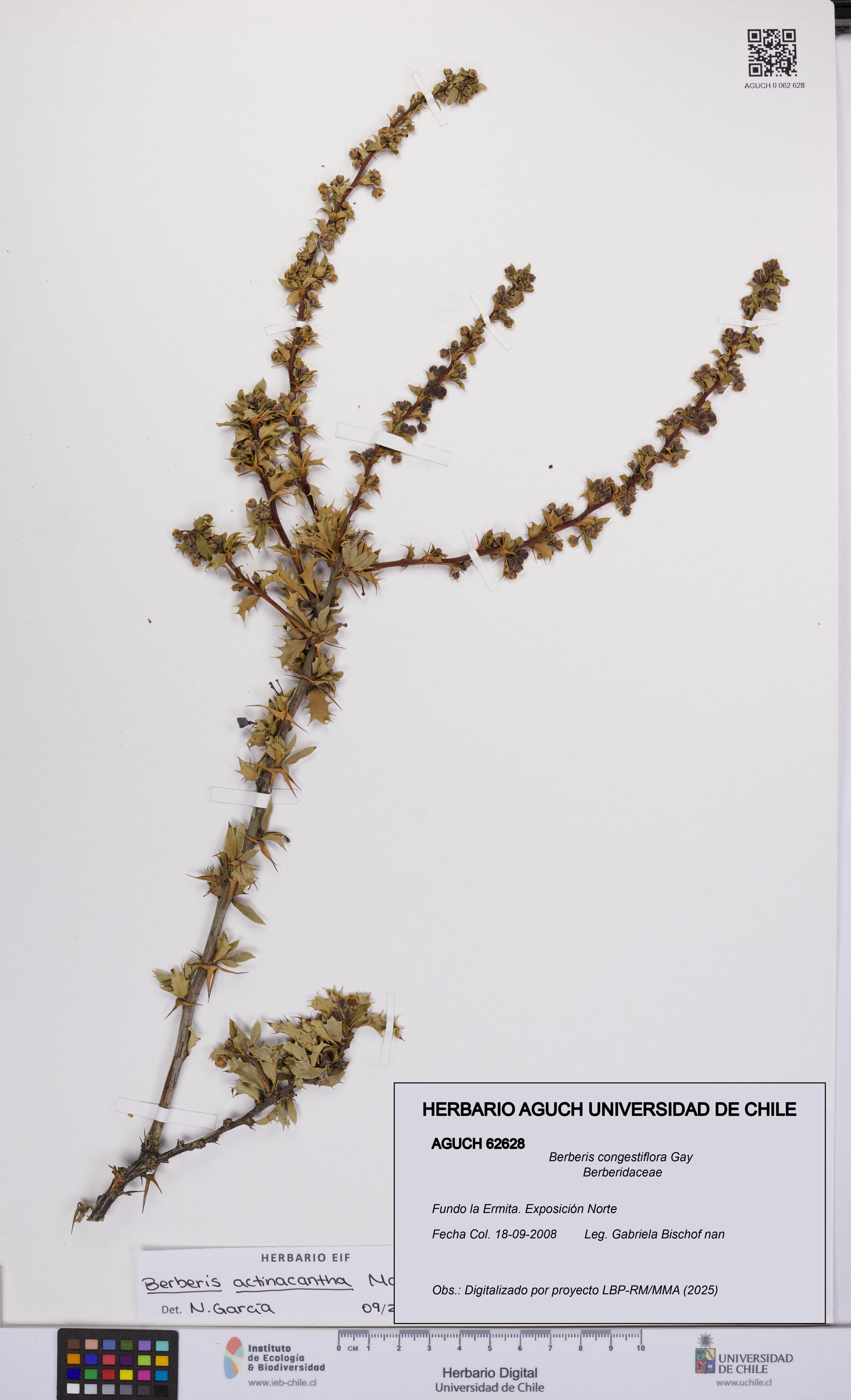 Berberis congestiflora [Espécimen: UCH:AGUCH:0062628]