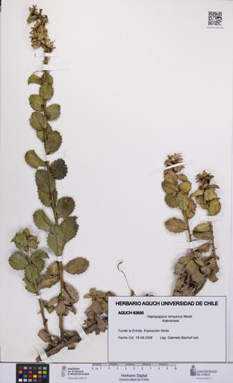 Haplopappus remyanus [Espécimen: UCH:AGUCH:0062630]