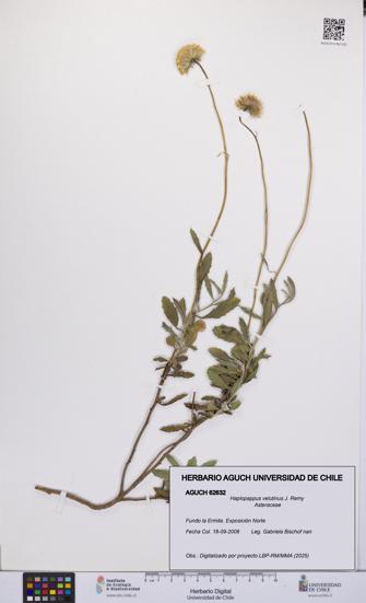 Haplopappus velutinus [Espécimen: UCH:AGUCH:0062632]