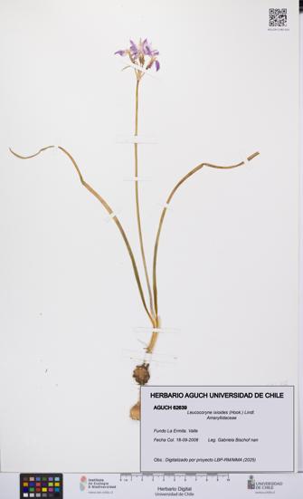 Leucocoryne ixioides [Espécimen: UCH:AGUCH:0062639]