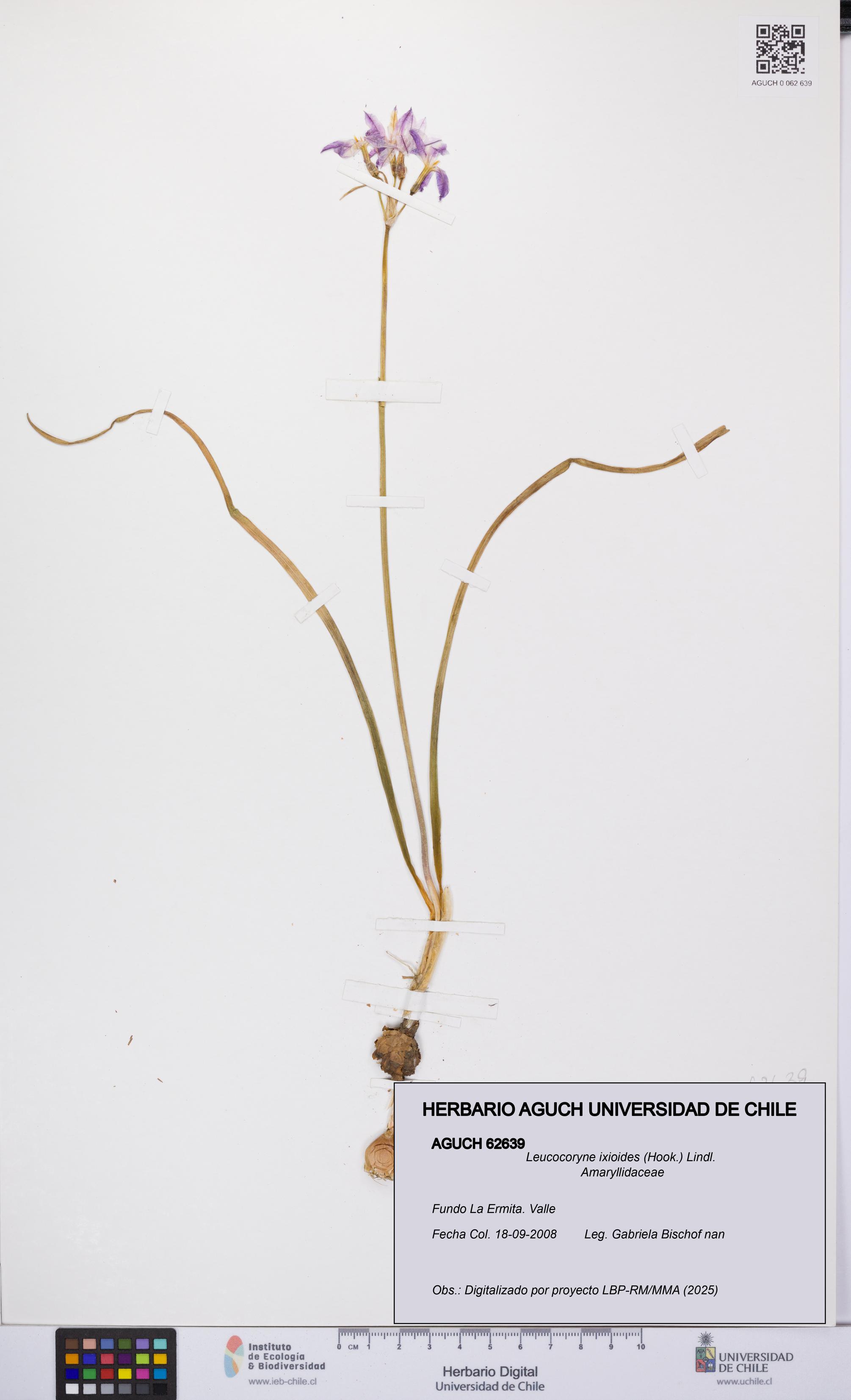 Leucocoryne ixioides [Espécimen: UCH:AGUCH:0062639]