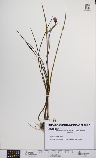 Olsynium junceum [Espécimen: UCH:AGUCH:0062641]