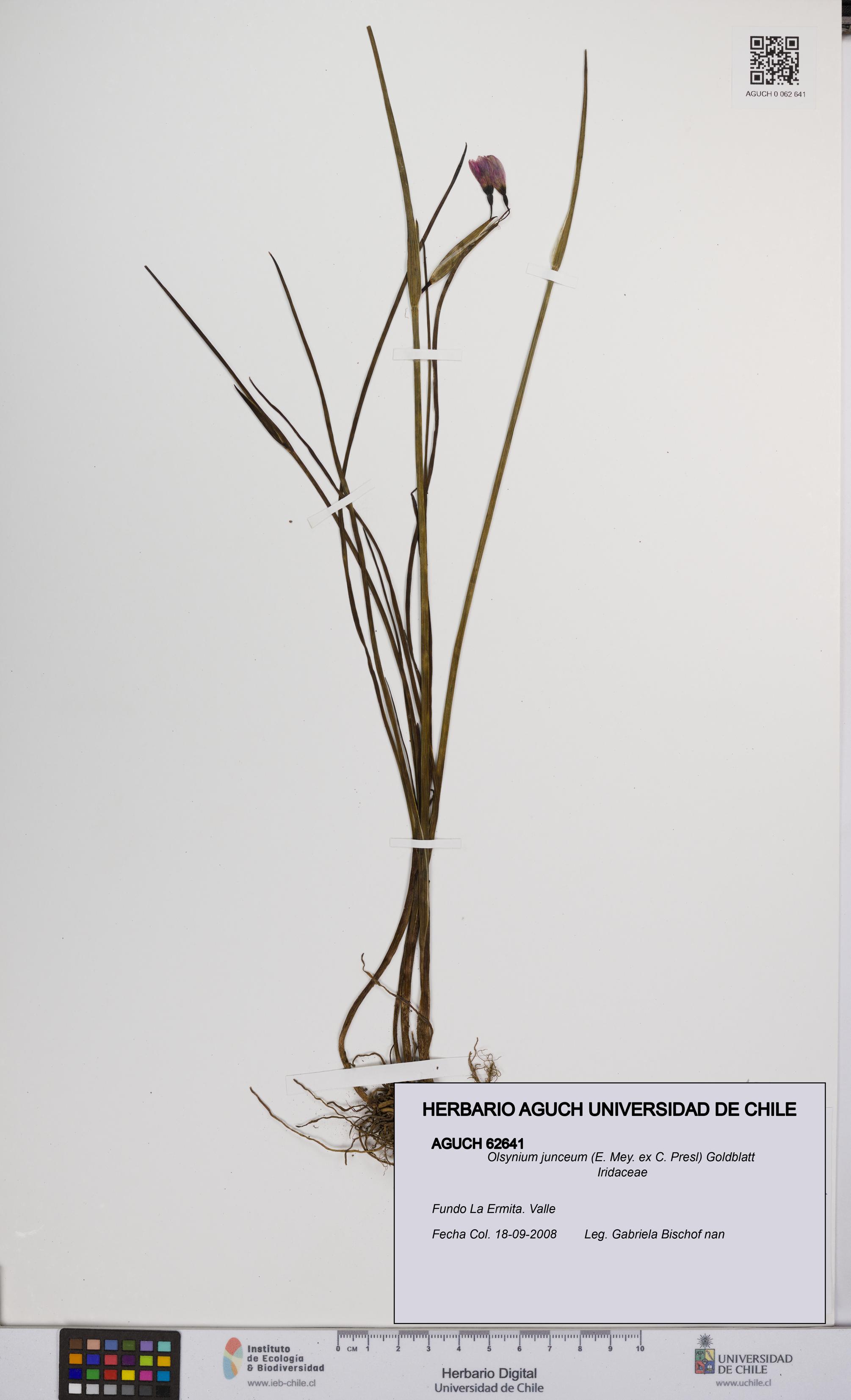 Olsynium junceum [Espécimen: UCH:AGUCH:0062641]