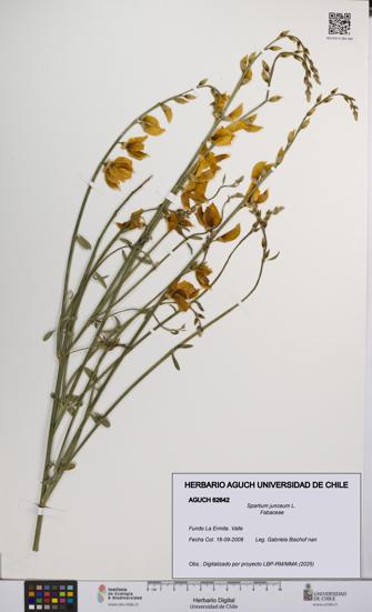 Spartium junceum [Espécimen: UCH:AGUCH:0062642]