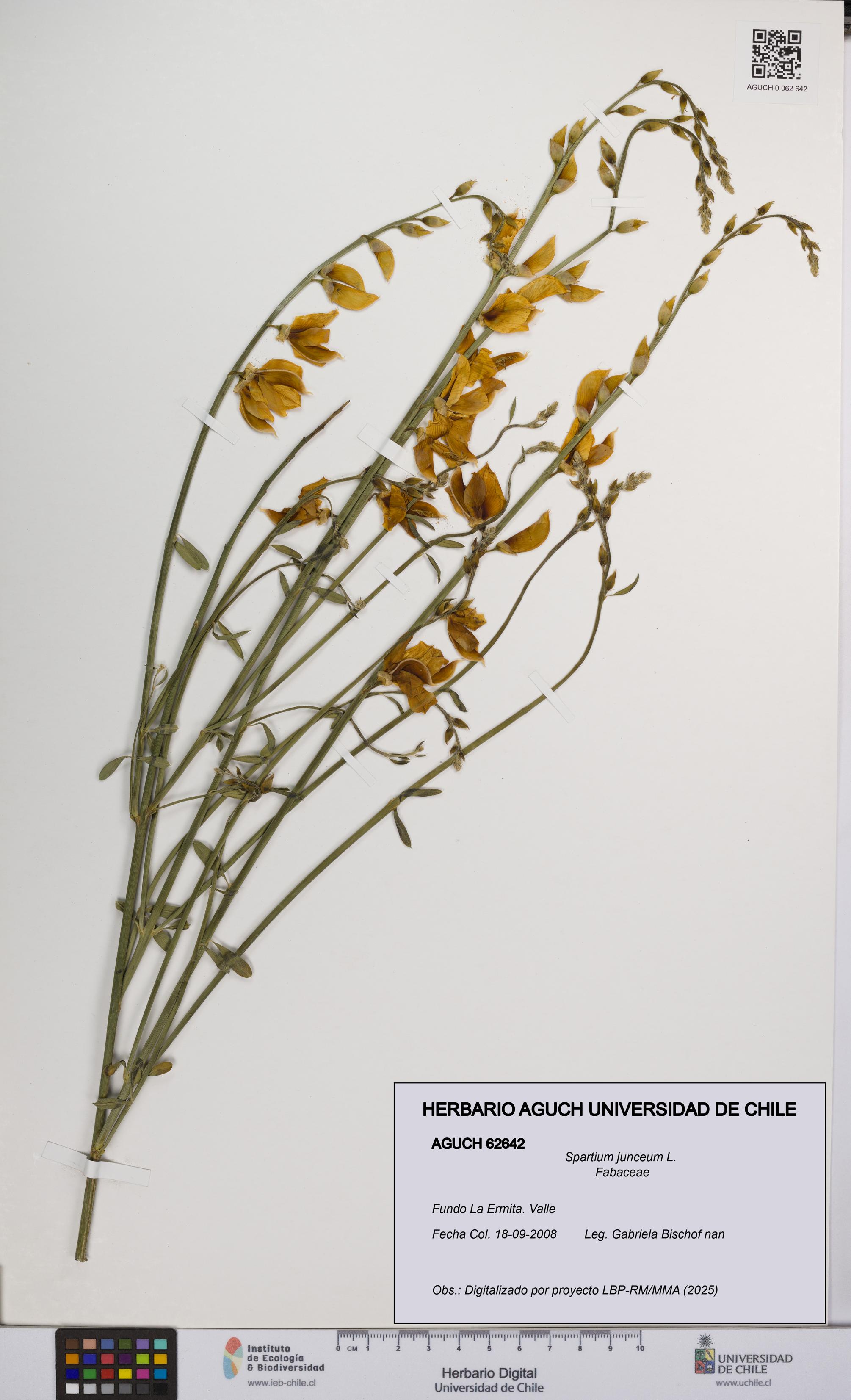 Spartium junceum [Espécimen: UCH:AGUCH:0062642]