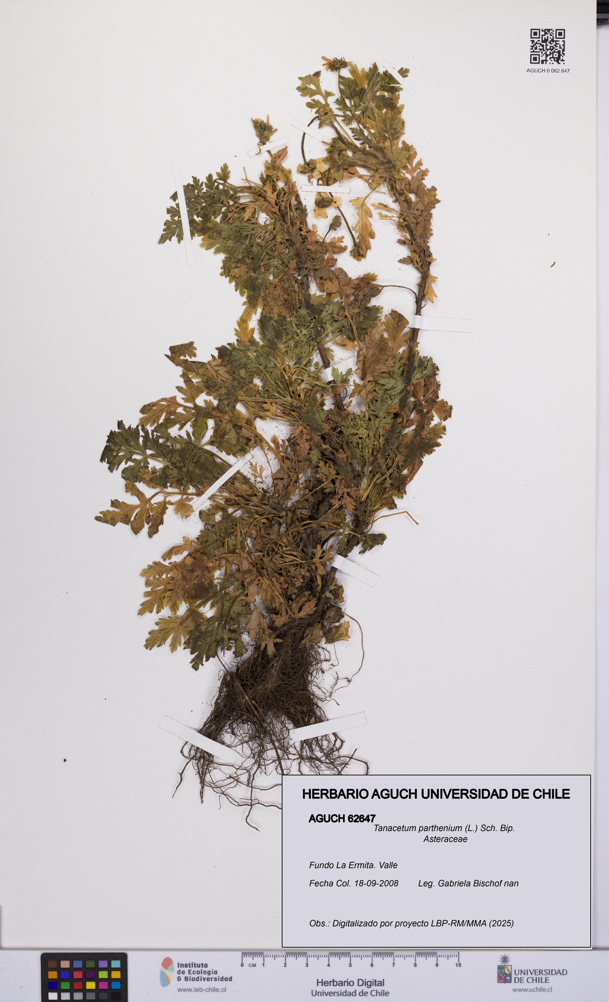 Tanacetum parthenium [Espécimen: UCH:AGUCH:0062647]