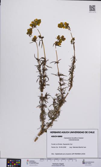 Calceolaria thyrsiflora [Espécimen: UCH:AGUCH:0062652]