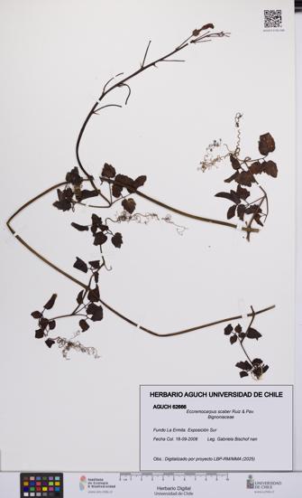 Eccremocarpus scaber [Espécimen: UCH:AGUCH:0062666]