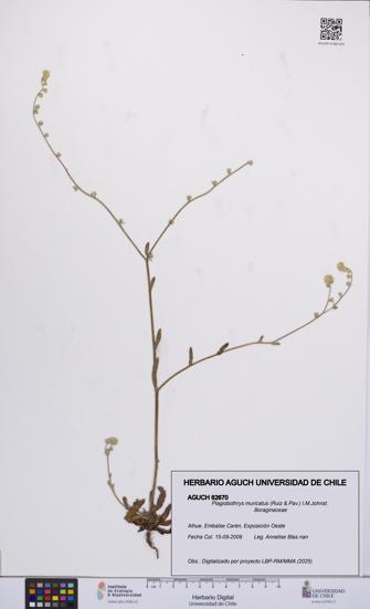 Plagiobothrys muricatus [Espécimen: ]